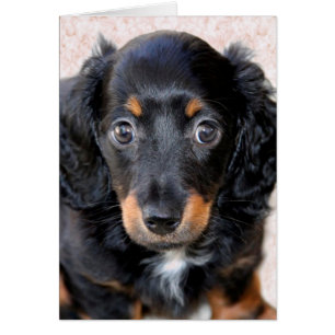 Dachshund en miniatura de larga data
