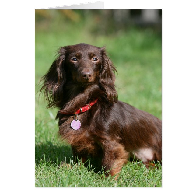 Dachshund en miniatura de pelo largo y chocolate (Frente)