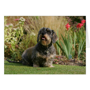 Dachshund estándar Alambre-haired