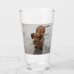 dachshund lleno