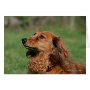 Dachshund miniatura de pelo largo 2