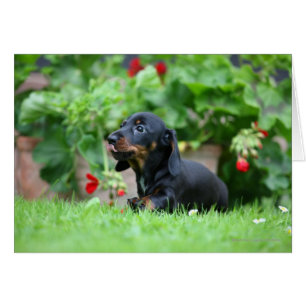 Dachshund miniatura Liso-haired 1