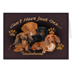 Dachshund no puede tener una sola tarjeta