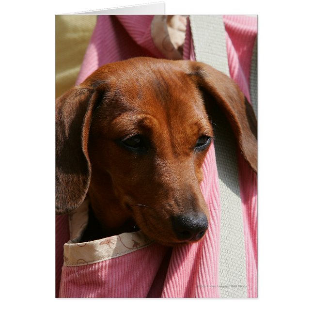 Dachshund Puppy (Frente)