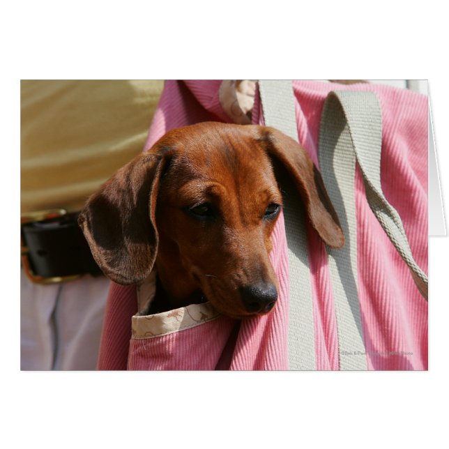 Dachshund Puppy (Anverso (Horizontal))