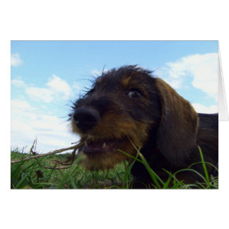 Dachshund Puppy malicioso