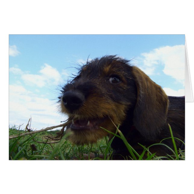 Dachshund Puppy malicioso (Anverso (Horizontal))