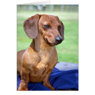 Dachshund suave minúsculo