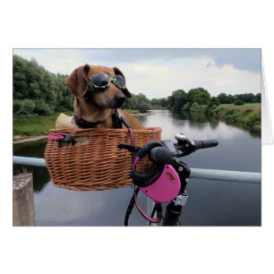 Dachshund Viaje de perros en una canasta de bicicl