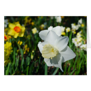 Daffo-dilly Nota de primavera!
