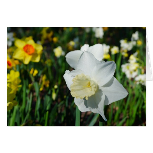 Daffo-dilly Nota de primavera! (Anverso (Horizontal))