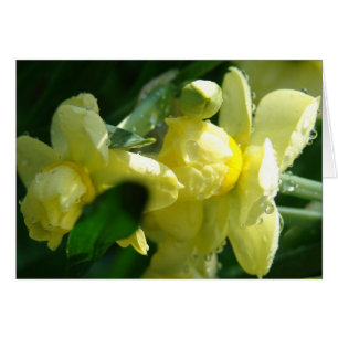 Daffodias con gotitas de agua