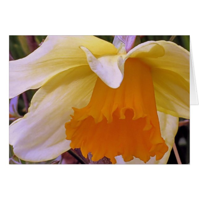 Daffodil (Anverso (Horizontal))