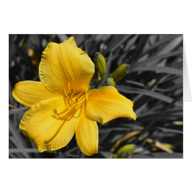 Daffodil (Anverso (Horizontal))