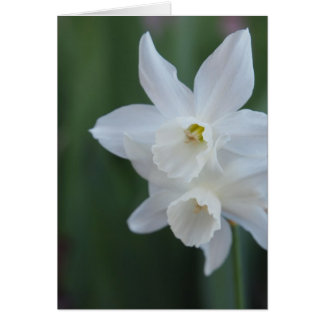 Daffodil blanco