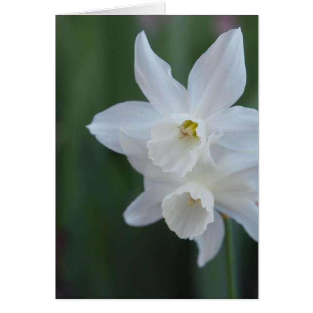 Daffodil blanco (Frente)