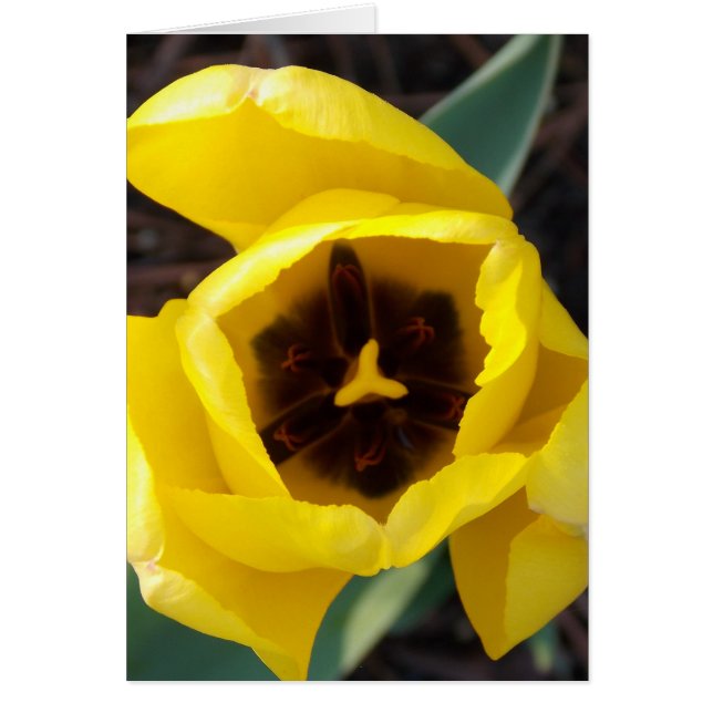 Daffodil Daze (Frente)