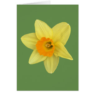 Daffodil de primavera amarilla