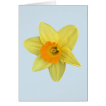 Daffodil de primavera amarilla en azul pálido