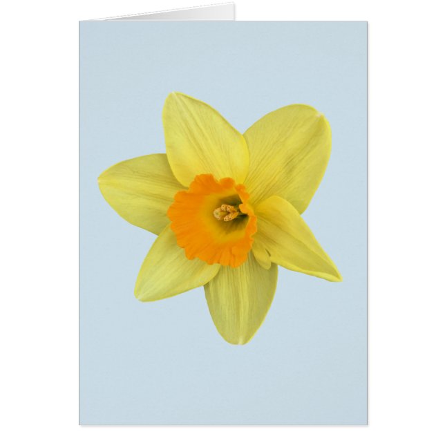 Daffodil de primavera amarilla en azul pálido (Frente)