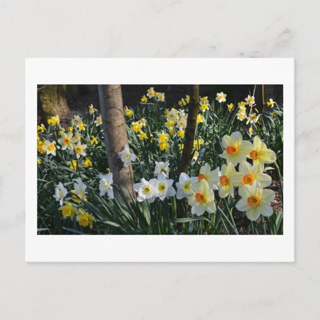 Daffodil Dell: Cheshire, postal inglesa (Anverso)