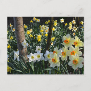 Daffodil Dell: Cheshire, postal inglesa