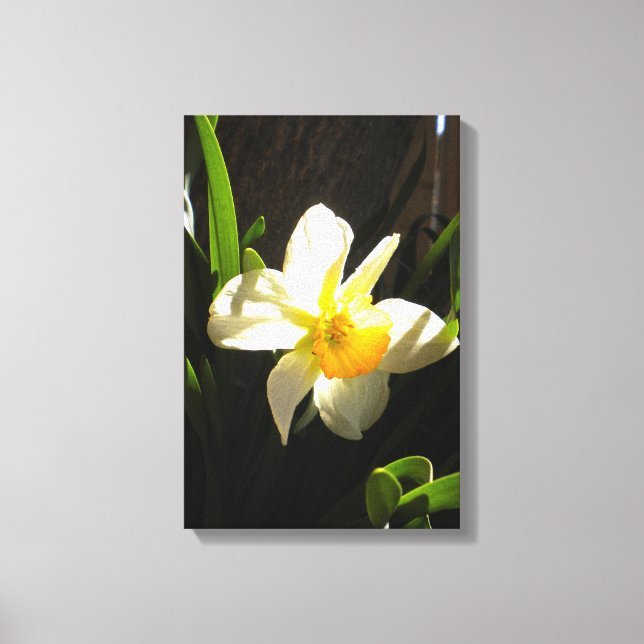 Daffodil en horario de verano Imprimir en lienzo e (Anverso)