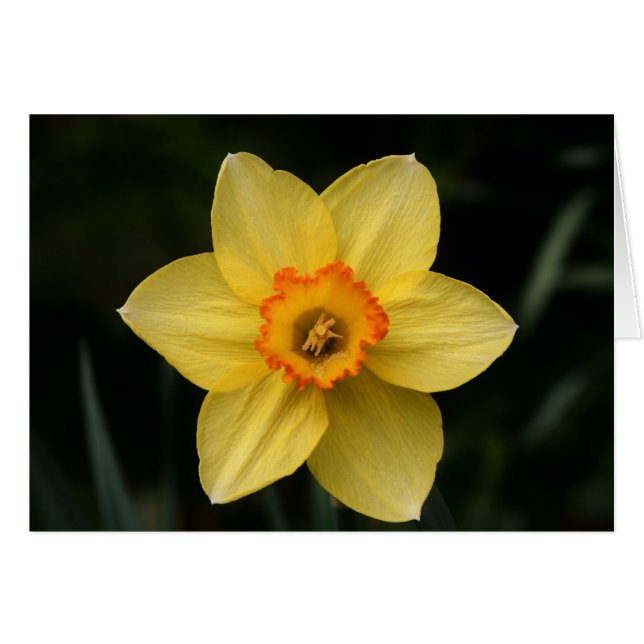 "daffodil" por Larry Coressel (Anverso (Horizontal))