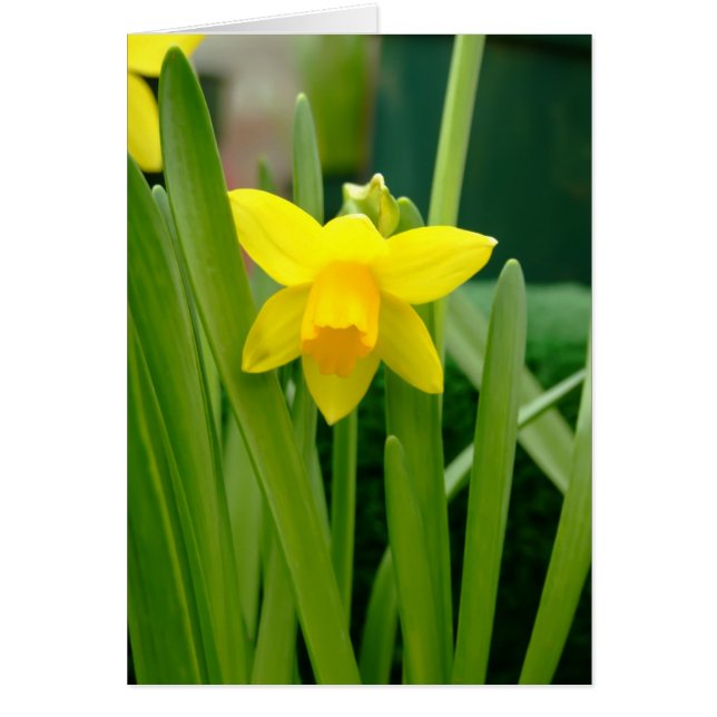 Daffodil Smile (Frente)
