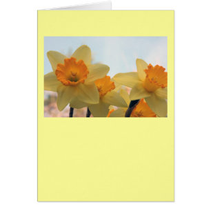 Daffodiles