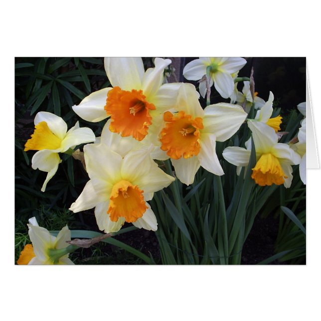 Daffodils (Anverso (Horizontal))