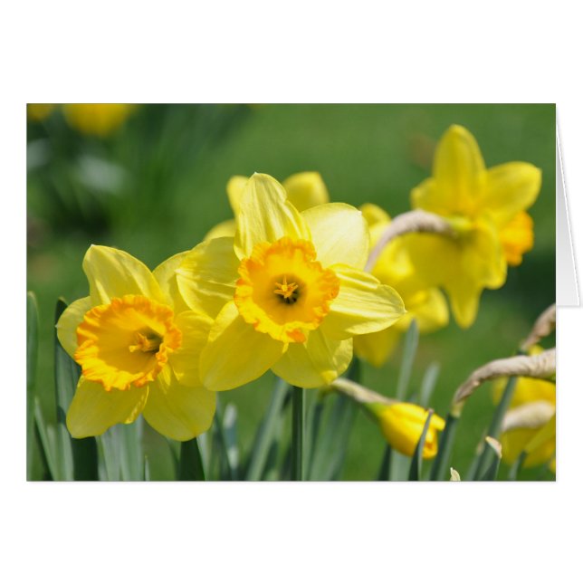 Daffodils (Anverso (Horizontal))