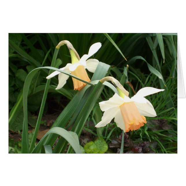 Daffodils (Anverso (Horizontal))