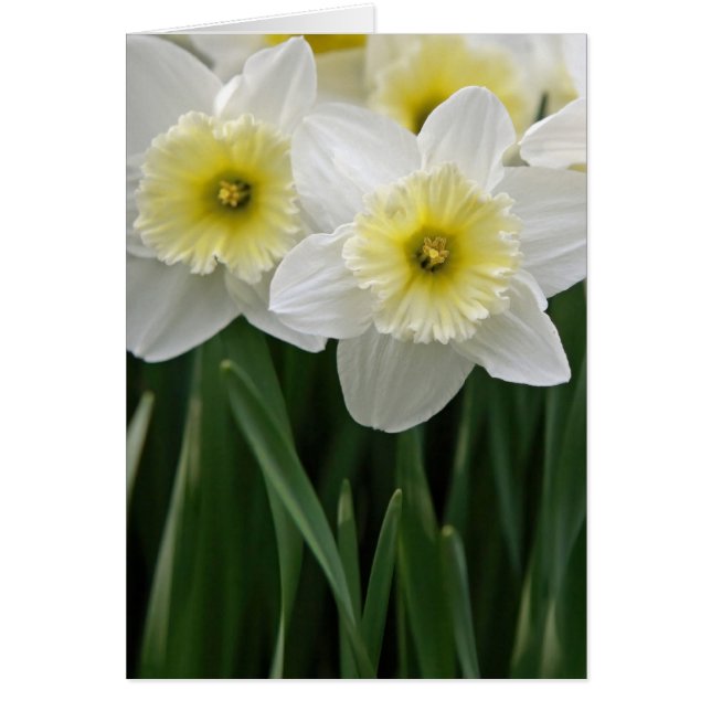 Daffodils (Frente)