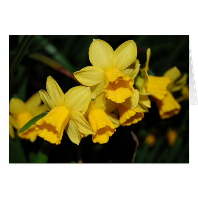 daffodils (Anverso (Horizontal))