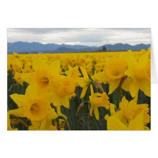 Daffodils (Anverso (Horizontal))