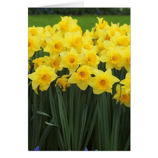 Daffodils (Frente)