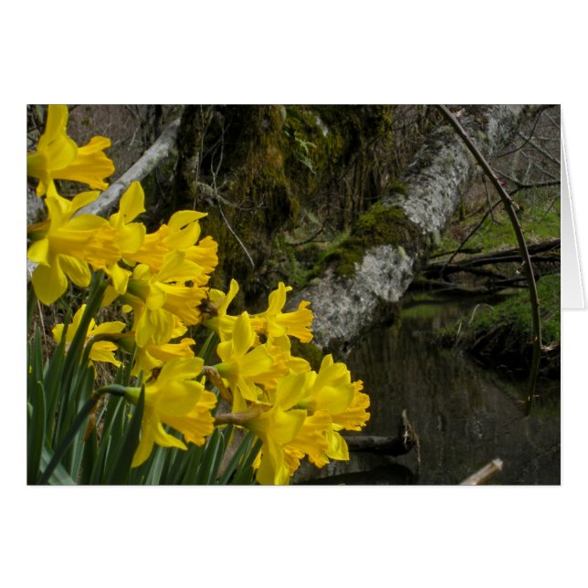 Daffodils 01 (Anverso (Horizontal))