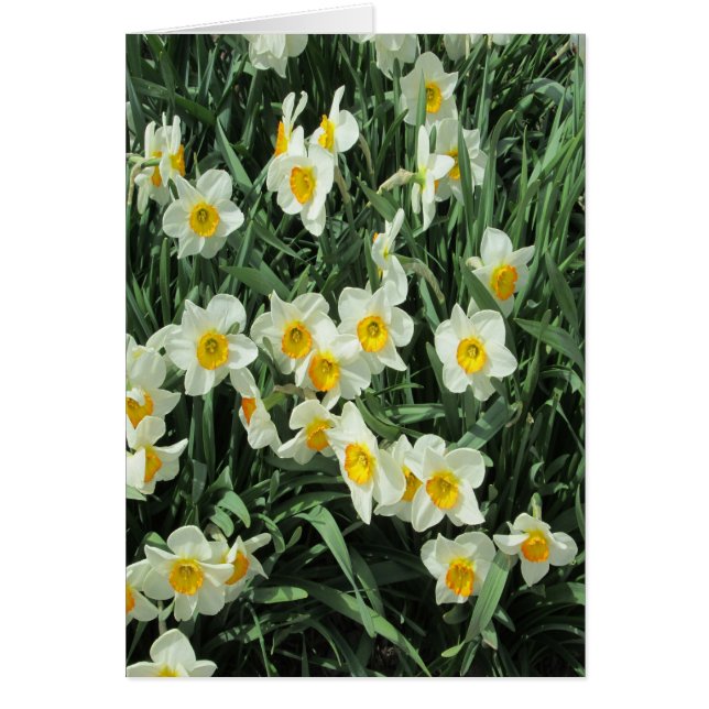 Daffodils Blanco amarillo (Frente)