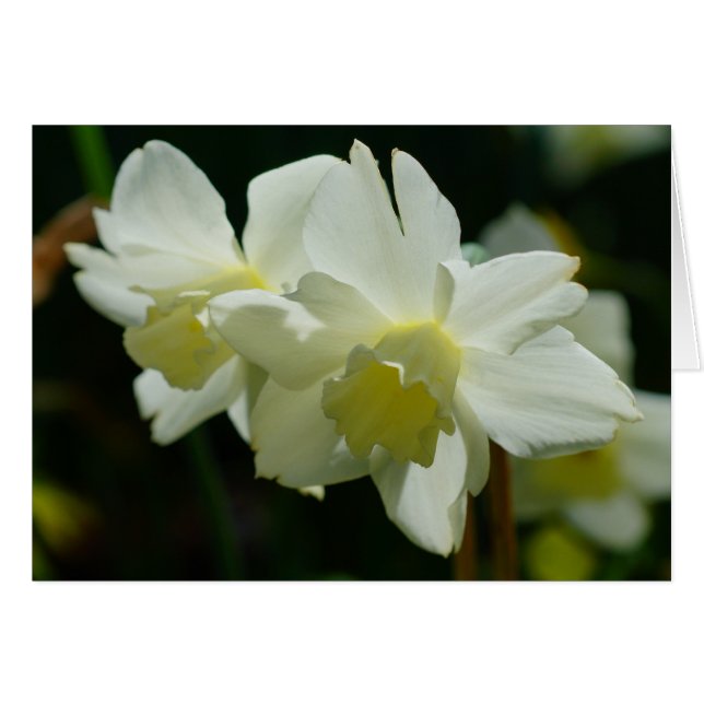 Daffodils blancos (Anverso (Horizontal))