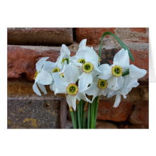 daffodils cerca del muro de la fortaleza