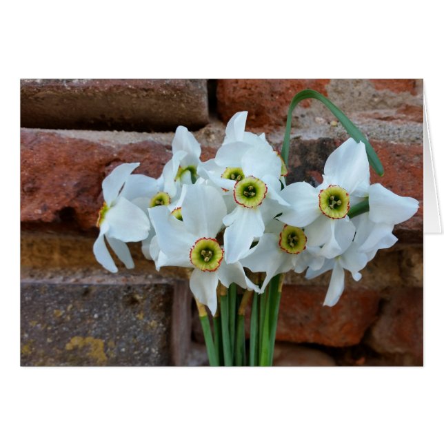 daffodils cerca del muro de la fortaleza (Anverso (Horizontal))