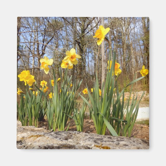 Daffodils en el imán de Pascua (Frente)