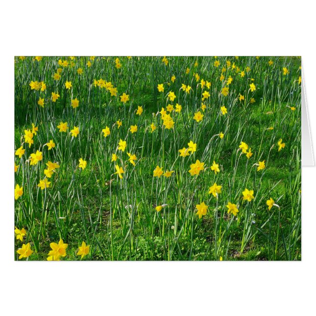 Daffodils/Narcissus (Anverso (Horizontal))
