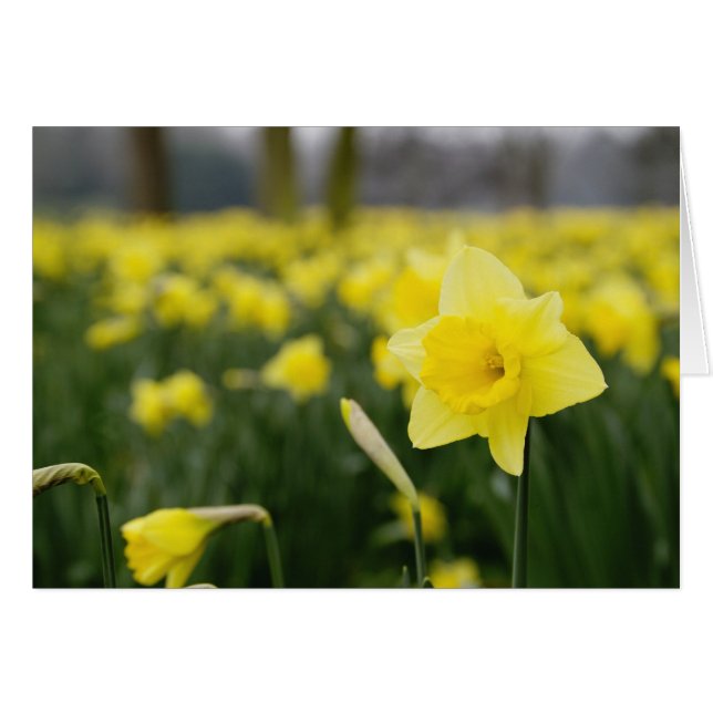 Daffodils (RF) (Anverso (Horizontal))