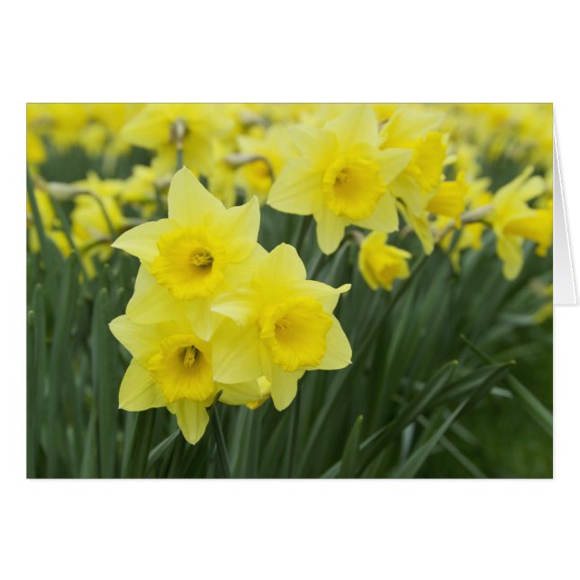 Daffodils RF) (Anverso (Horizontal))