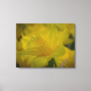 Daffodis cerrar la impresión de lienzos