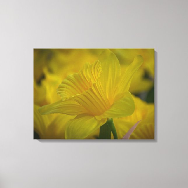 Daffodis cerrar la impresión de lienzos (Anverso)