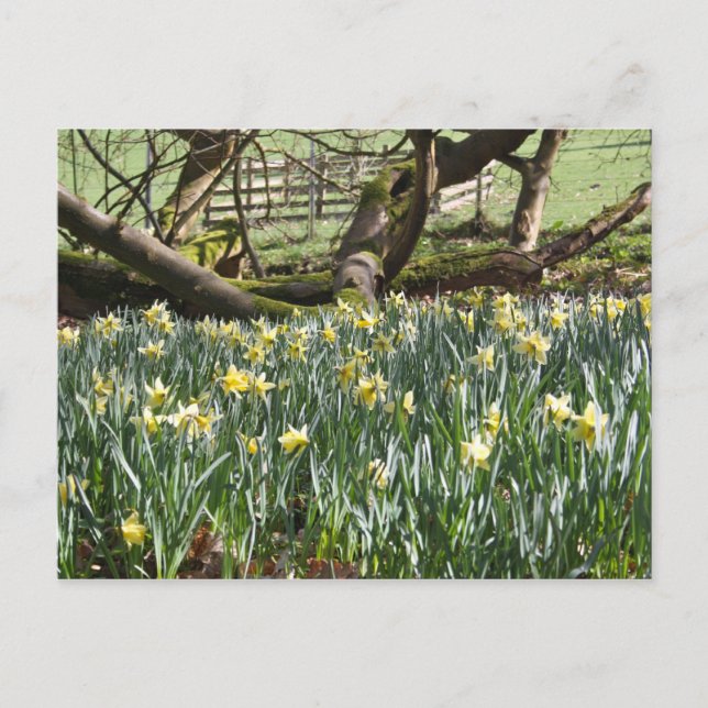 Daffodis en la tarjeta postal de primavera (Anverso)