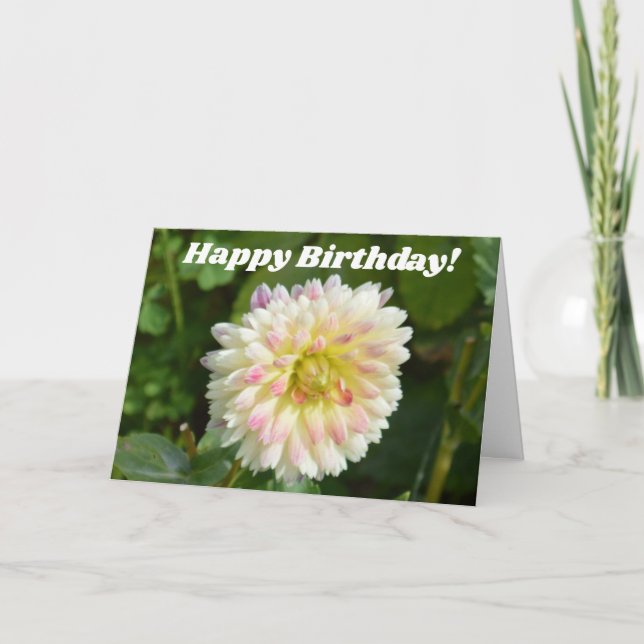 Daflia blanca y rosa en una tarjeta de cumpleaños (Anverso)